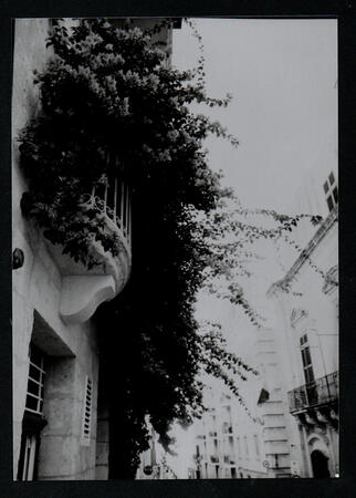 Flowering Balcony
