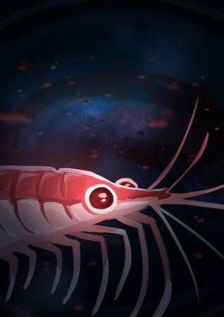 Shrimply Perfect